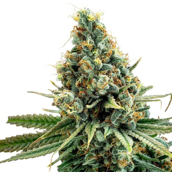 Amnesia Haze Marijuana