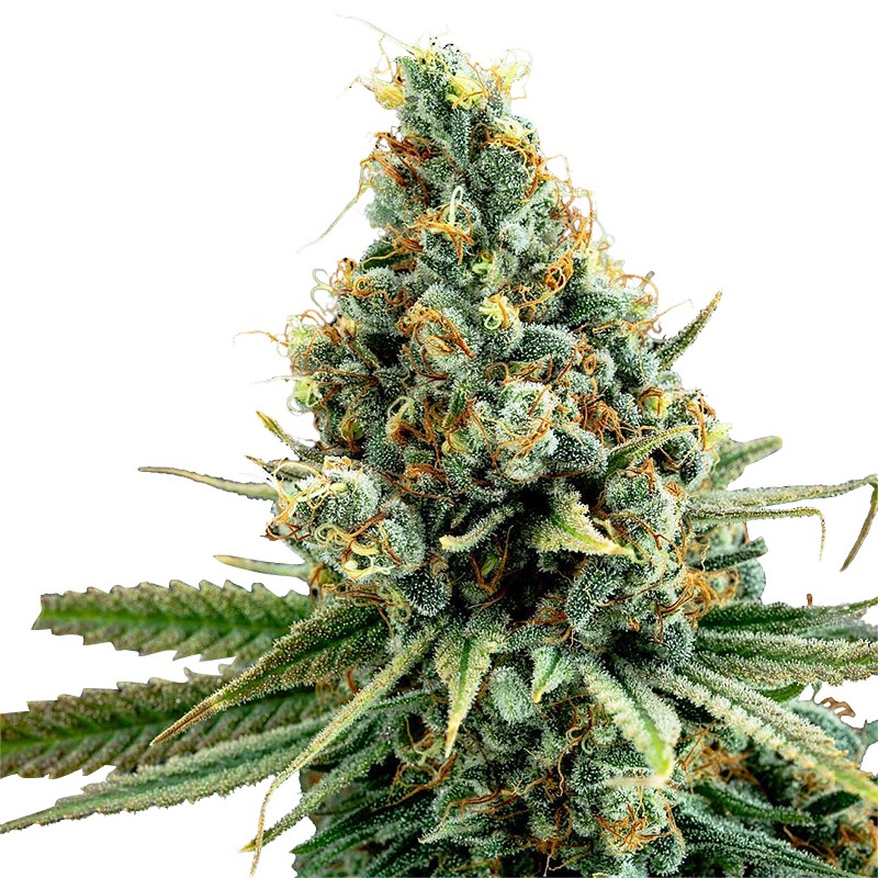 Amnesia Haze Marijuana