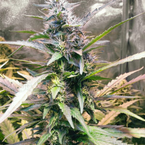 Apollo 11 Marijuana