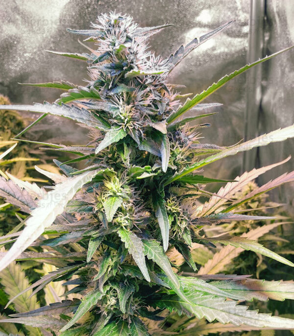 Apollo 11 Marijuana