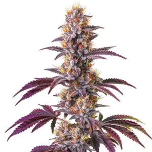 Blackberry Kush