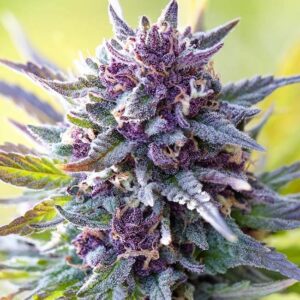 Blue Dream Feminized Seeds