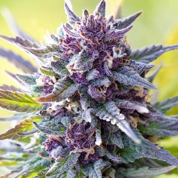 Blue Dream Feminized Seeds
