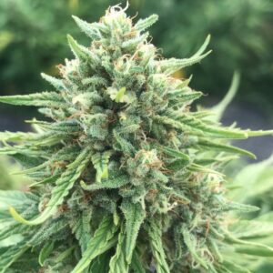 OTTO X Cherry CBD Hemp Flower