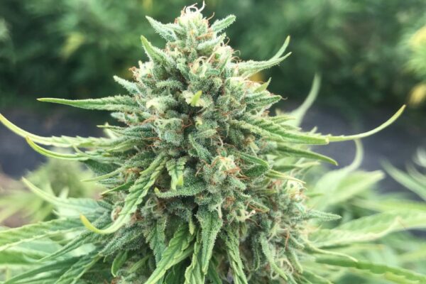 OTTO X Cherry CBD Hemp Flower