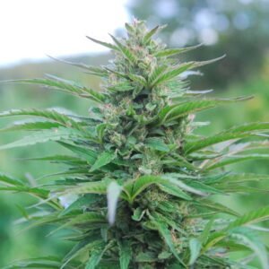 Suzy Q CBD Hemp Flower