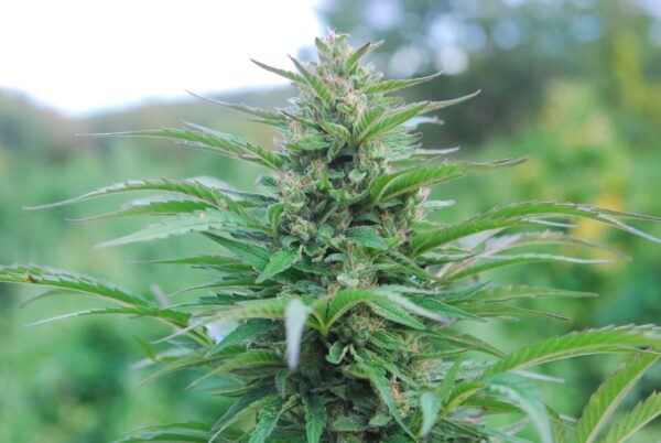 Suzy Q CBD Hemp Flower