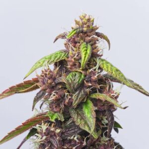 Cherry Gorilla Glue