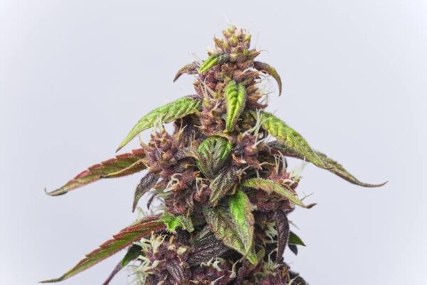 Cherry Gorilla Glue